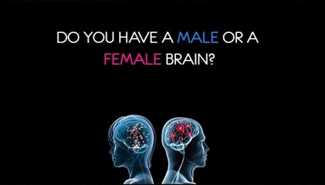 Do you have a male or a female brain?